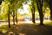 View of park during day. — Stock Photo