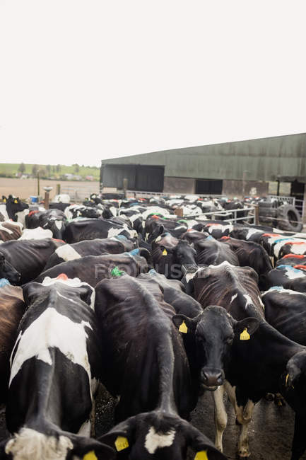 High angle view of cattle standing outside barn — Stock Photo