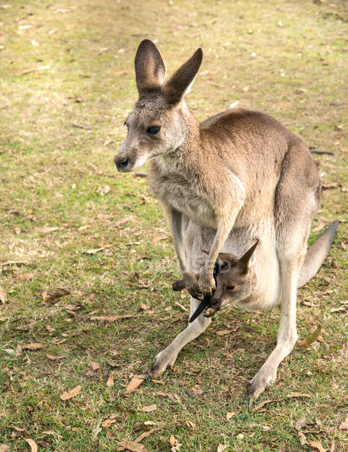 High angle view of beautiful Australia Brisbane zoo kangaroo with baby — Stock Photo