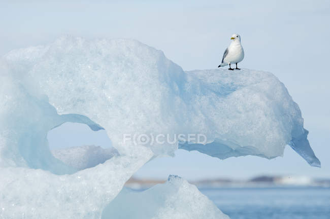 Black-legged Kittiwake — Stock Photo