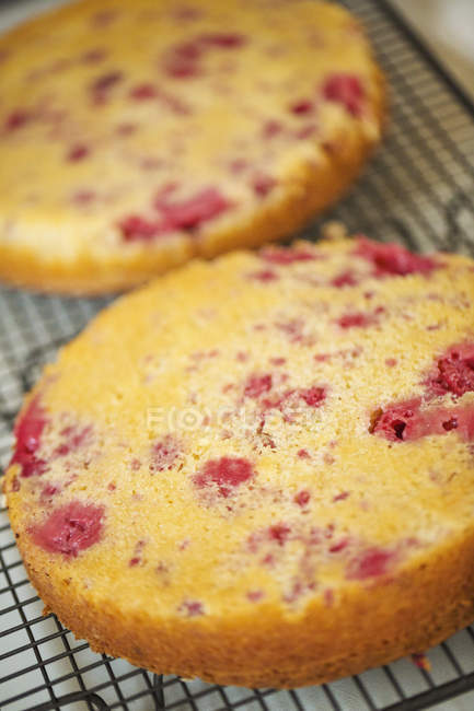 Layers of freshly baked cake. — Stock Photo