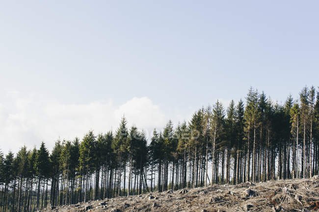 Hillside with logged spruces, hemlocks and firs trees in deforestation landscape — Stock Photo