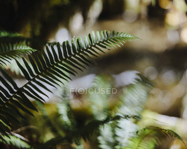 Close up of Western sword ferns (Polystichum munitum) in lush, temperate rainforest, along the North Fork Snoqualmie River, near North Bend, Washington — Stock Photo