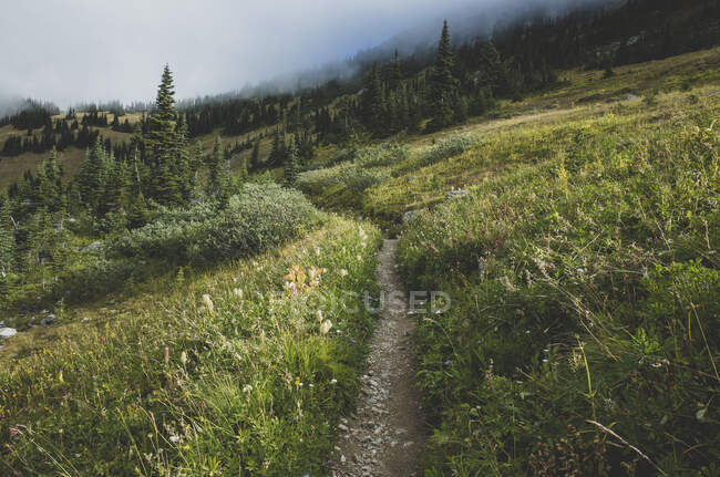 View of the Pacific Crest Trail through a remote alpine meadow — Stock Photo