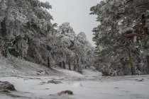 Snowy landscape of Madrid — Stock Photo