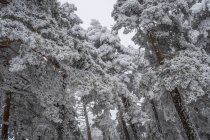 Snowy landscape of Madrid — Stock Photo