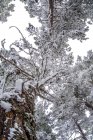 Snowy landscape of Madrid — Stock Photo