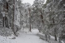 Snowy landscape of Madrid — Stock Photo