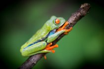 Exotic red eyed tree frog sitting on branch on blurred background — Stock Photo