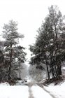 Countryside road covered with white snow going through quiet conifer forest — Stock Photo