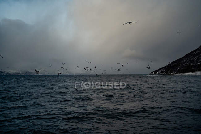 Acqua di mare con uccelli che volano in cielo grigio nuvoloso contro la costa montana innevata in inverno in Norvegia — Foto stock