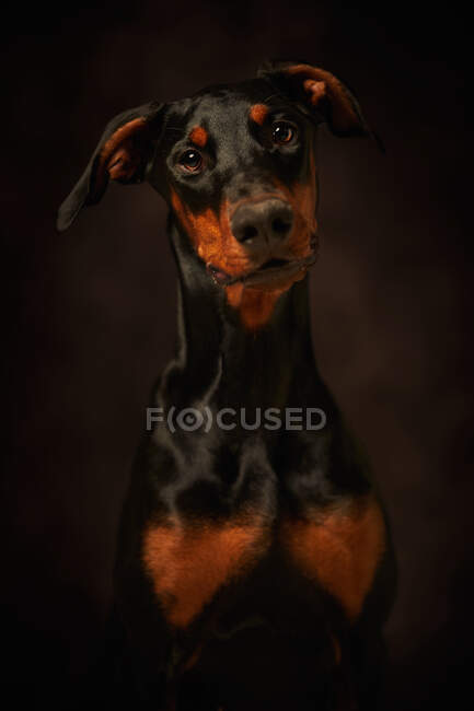 Bello doberman guardando lontano oltre scuro sfondo — Foto stock