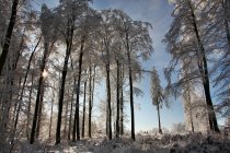 Scenic view of wood on sunny winter day — Stock Photo