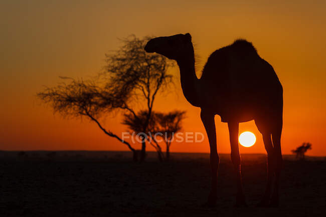 Silhouette di un cammello, Arabia Saudita — Foto stock