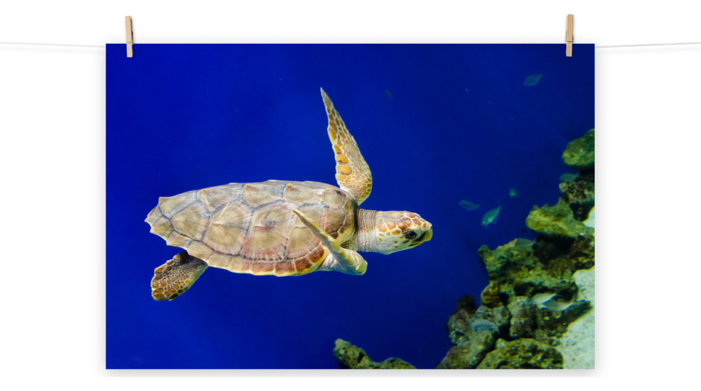 Sea Turtle 1 Underwater Wildlife Photography Unframed Wall Art Print ...