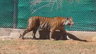 Tigress Zeenat, That Terrorsied Villagers in West Bengal and Jharkhand, Brought Back to Odisha After Three Weeks; Official Says ‘Big Cat in Good Health’ (Watch Video)