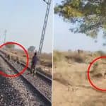 Bhavnagar: Forest Department Employee Saves Asiatic Lion by Chasing Big Cat Away From Railway Track With Stick in Hand, Video Goes Viral