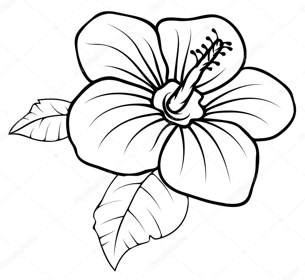 Drawing of Retro Flower Stock Vector by ©baavli 64336585