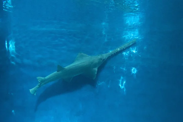 sawfish underwater close up detail of mouth and saw