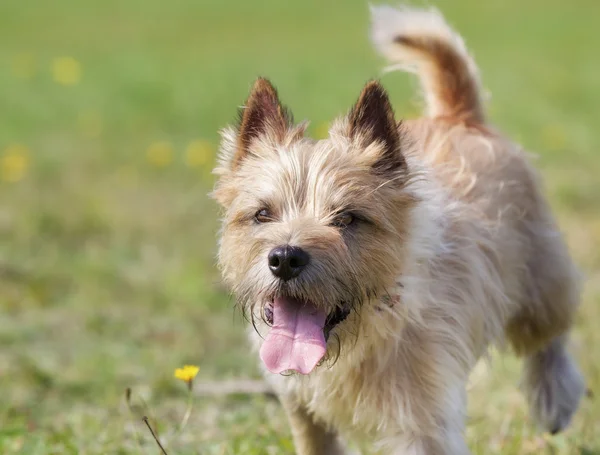 Light-brown Cairn Terrier dog — Stock Photo © Bigandt #66232789