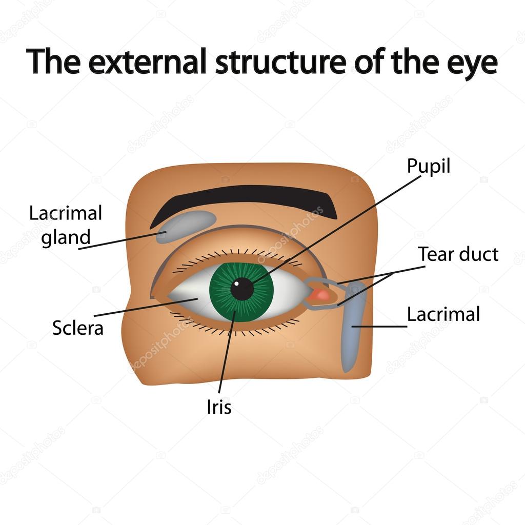 The external structure of the eye. Vector illustration.. Stock Vector ...