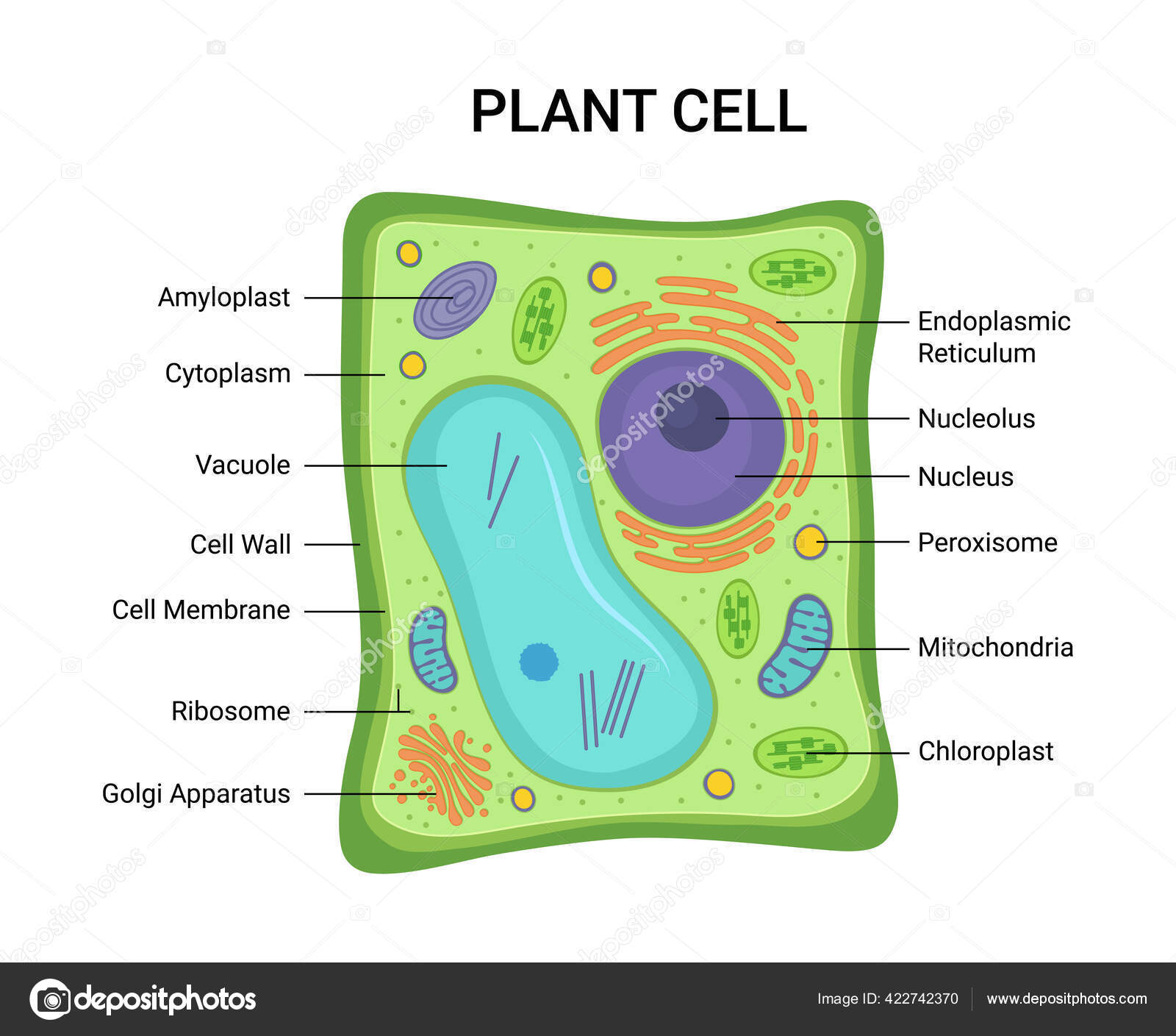 Vector Illustration Plant Cell Anatomy Structure