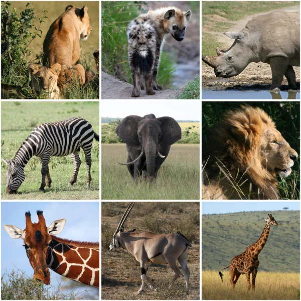 Animals Collage Pictures