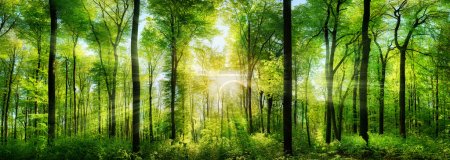 Foto de Panorama de un bosque pintoresco de árboles caducifolios verdes frescos con el sol proyectando sus rayos de luz a través del follaje - Imagen libre de derechos