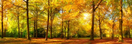 Foto de Magnífico paisaje de otoño panorama de un bosque pintoresco con un montón de sol cálido - Imagen libre de derechos