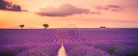 Foto de Maravilloso paisaje natural, increíble paisaje de puesta de sol con flores de lavanda en flor. Cielo mohoso, colores pastel en la vista del paisaje brillante. Floral naturaleza pradera panorámica en líneas con árboles y horizonte - Imagen libre de derechos