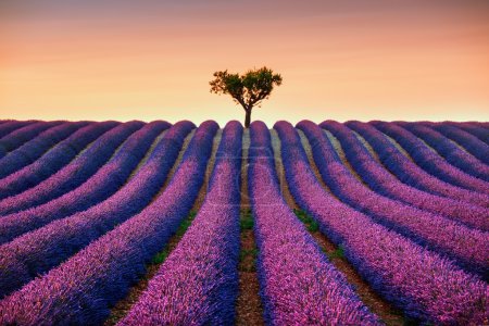 Foto de Flores de lavanda floreciendo campo y un árbol solitario cuesta arriba al atardecer. Valensole, Provenza, Francia, Europa
. - Imagen libre de derechos