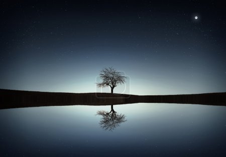 Foto de Árbol solitario reflejado en el lago - Imagen libre de derechos