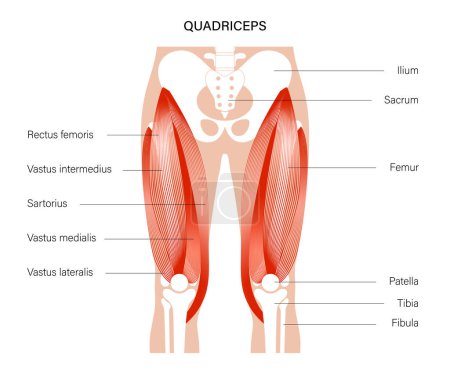 Illustration for Pelvis and hip bones with quadriceps muscles. Human muscular system. Skeleton anatomical poster for clinic or education. Bodybuilding, workout, strong body concept. Isolated flat vector illustration. - Royalty Free Image