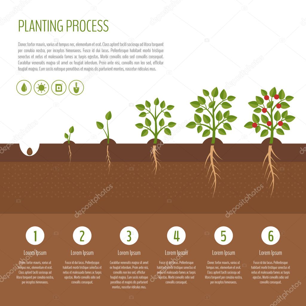 Tree Of Life Infographic