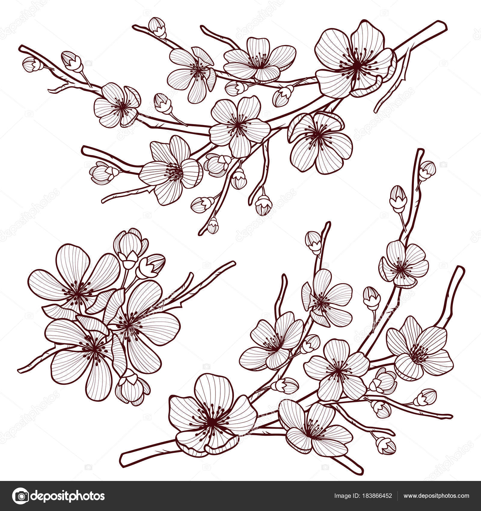 Apple Blossom Tree Drawing