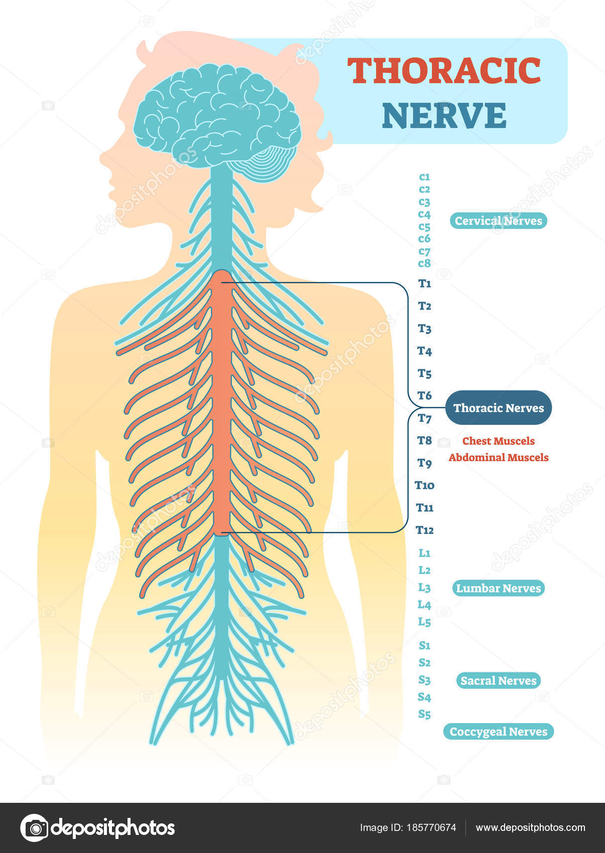 Long Thoracic Nerve Diagram