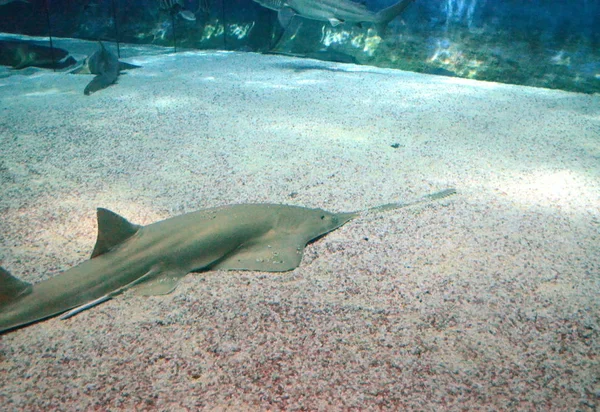 Underwater view of marine life Saw of Sawfish in Genoa Aquariu