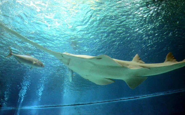 Underwater view of marine life Saw of Sawfish in Genoa Aquariu