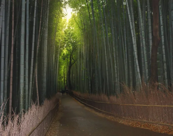 Kyoto, Japan at the bamboo forest.