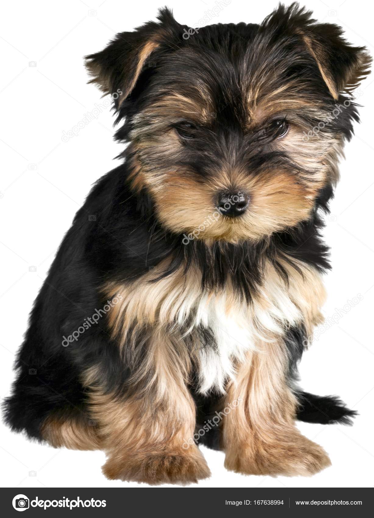 Yorkshire Terrier Dog Stock Photo Image By C Billiondigital