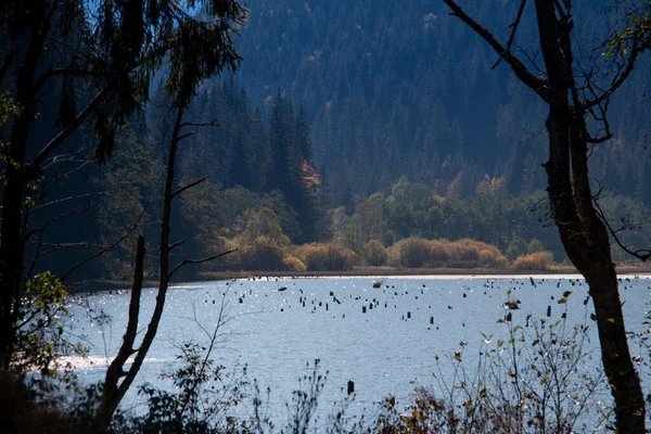 Lacul Rosu (Red Lake) is a natural dam lake formed following the collapse of a slope due to the earthquake of 23 January 1838, at the foot of Mount Hasmasul Mare, near the Bicaz gorge, at a distance of 26 km from Gheorgheni, in Harghita county. Roman