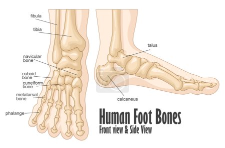 Illustration for Illustration of Human foot bones front and side view anatomy - Royalty Free Image