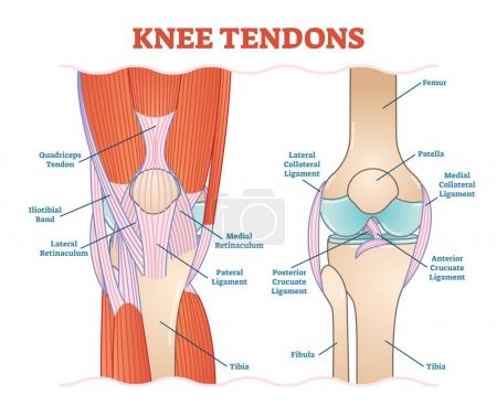 Illustration for Knee Tendons medical vector illustration scheme, anatomical diagram. Educational information. - Royalty Free Image