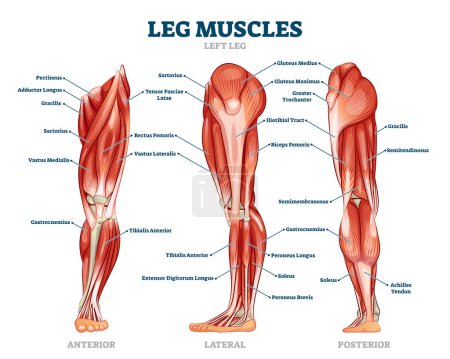 Illustration for Leg muscle anatomical structure, labeled front, side and back view diagrams. Vector illustration informative medical scheme. Detailed anterior, lateral and posterior views.Men sports fitness training. - Royalty Free Image