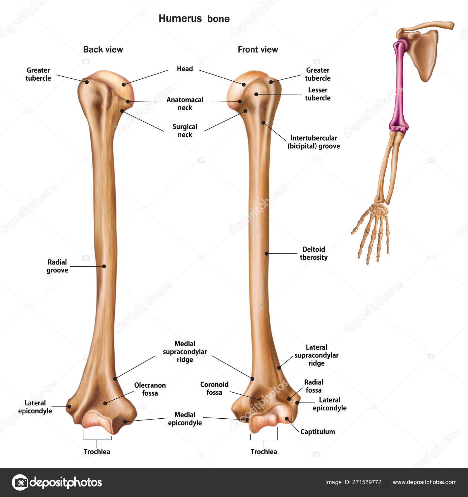 Humerus Labeled Diagram Stock Vector Illustration Of Humerus | My XXX ...