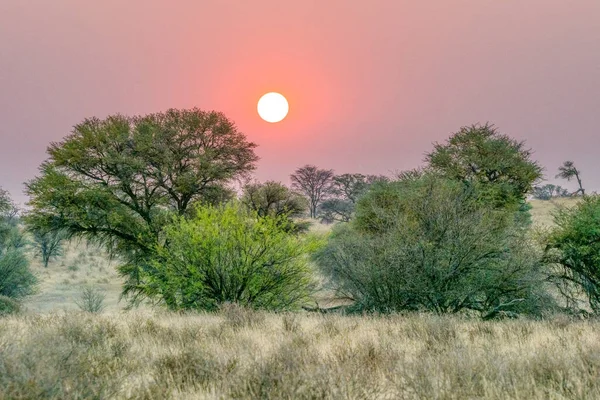 Kgalagadi transfrontier park Stock Photos, Royalty Free Kgalagadi ...