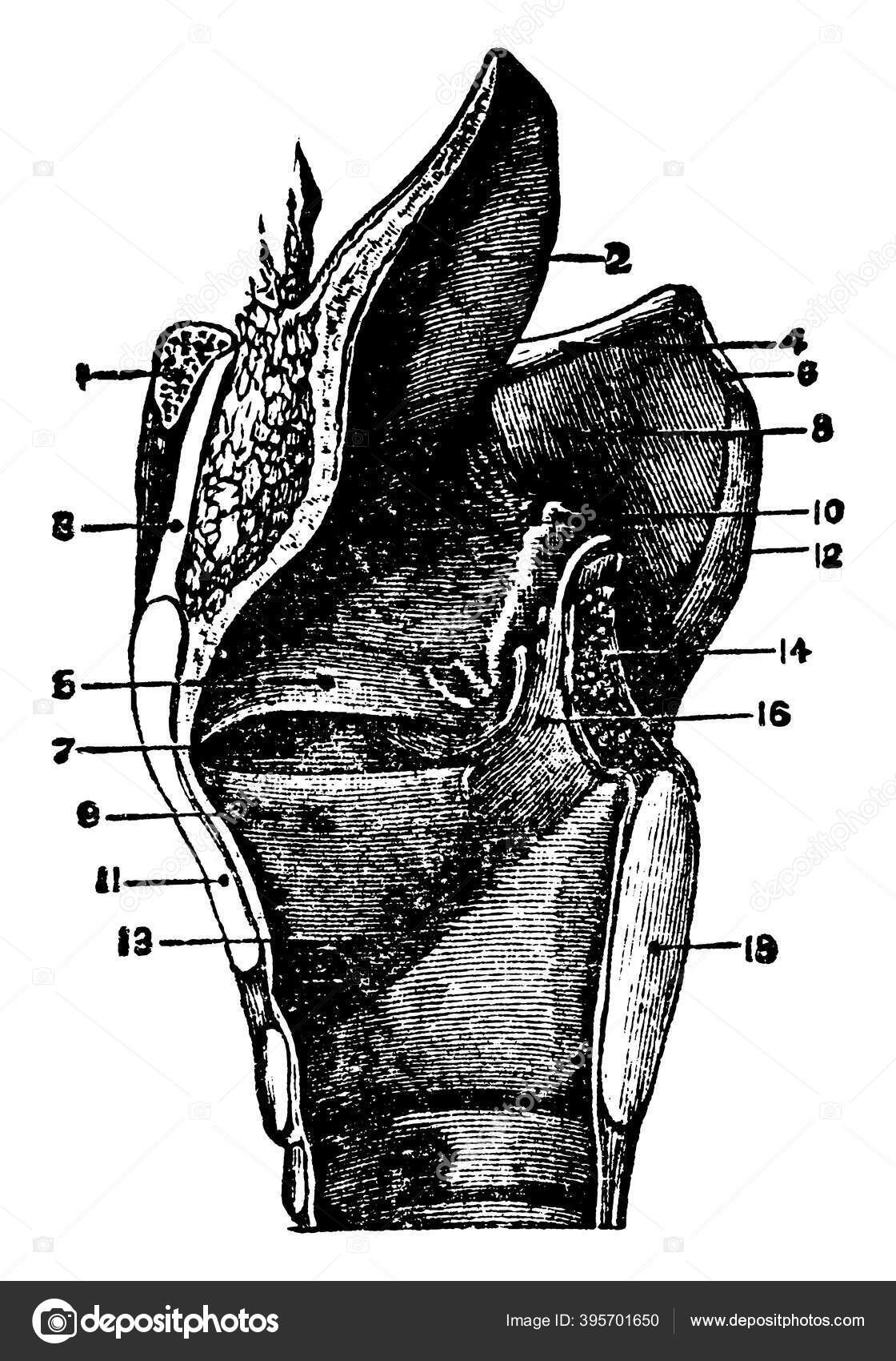 Epiglottis Flap Cartilage Located Throat Its Function Epiglottis Seal ...