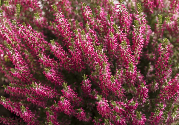 Heather flower background. Heather texture