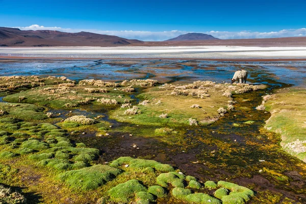 Laguna Colorada, means Red Lake is a shallow salt lake in the southwest of the Altiplano of Bolivia