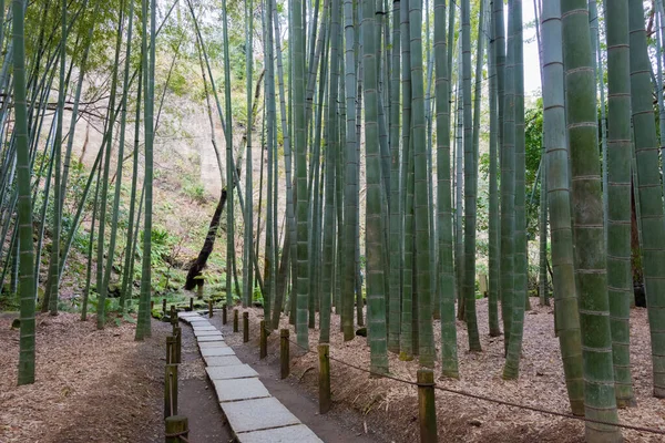 Kanagawa, Japan - Bamboo forest at Hokokuji Temple in Kamakura, Kanagawa, Japan. The temple was originally built in 1334.